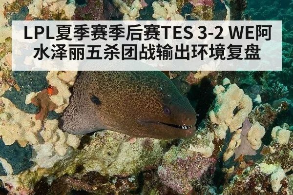 LPL夏季赛季后赛TES 3-2 WE阿水泽丽五杀团战输出环境复盘